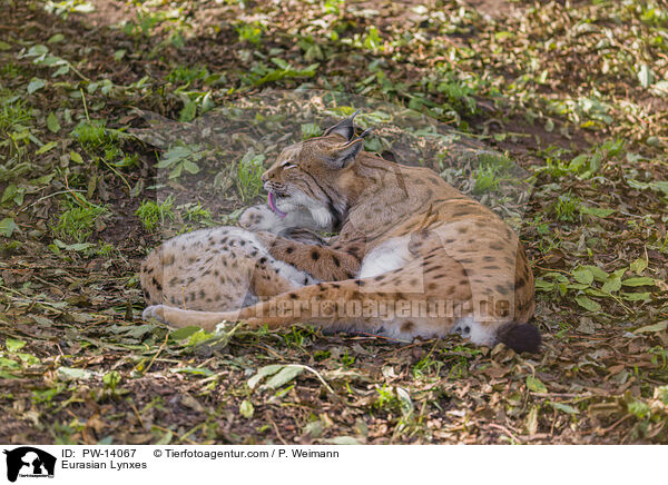Eurasische Luchse / Eurasian Lynxes / PW-14067