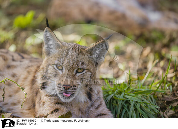 Eurasischer Luchs / Eurasian Lynx / PW-14069