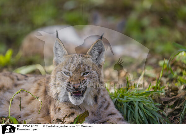 Eurasischer Luchs / Eurasian Lynx / PW-14072