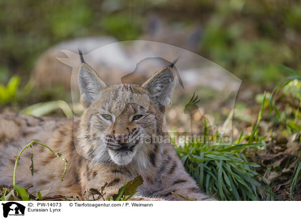 Eurasian Lynx / PW-14073