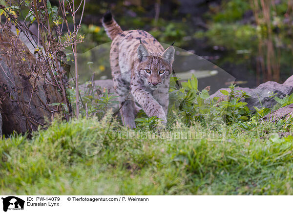 Eurasian Lynx / PW-14079