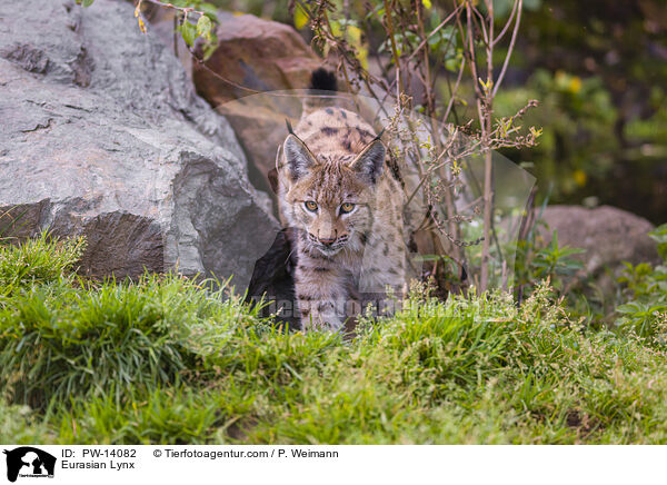 Eurasian Lynx / PW-14082