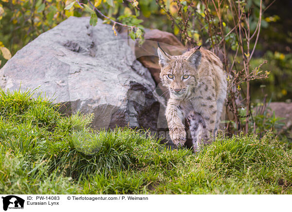 Eurasian Lynx / PW-14083