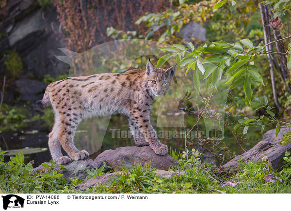 Eurasian Lynx / PW-14086