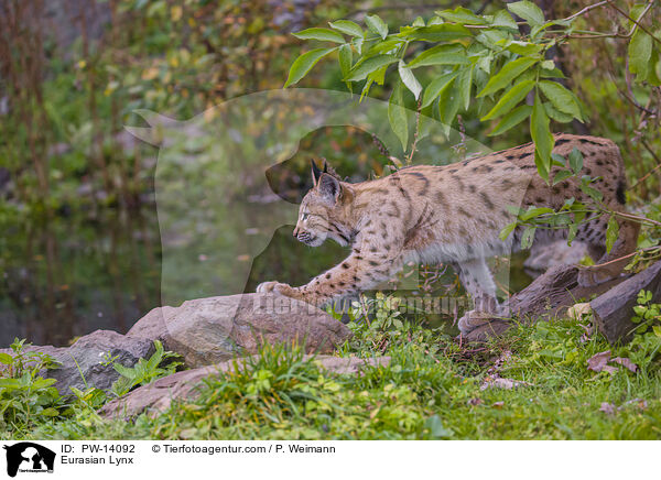 Eurasian Lynx / PW-14092