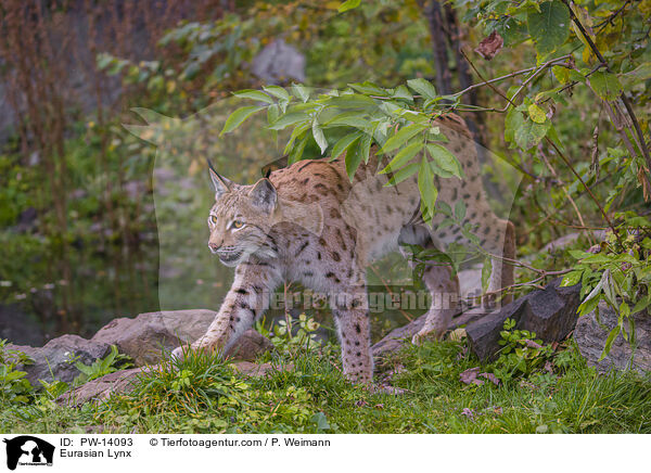 Eurasian Lynx / PW-14093