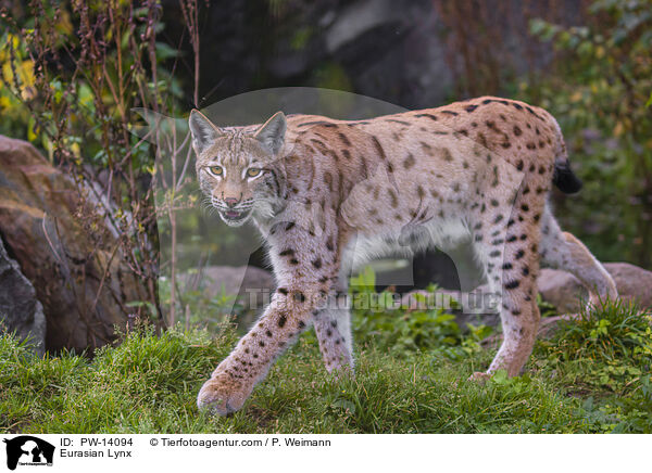 Eurasian Lynx / PW-14094