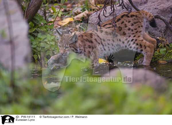 Eurasischer Luchs / Eurasian Lynx / PW-14111