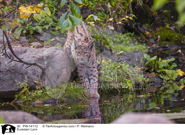 Eurasian Lynx / PW-14112
