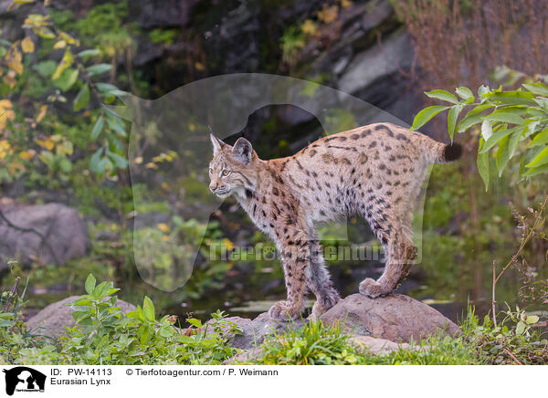 Eurasian Lynx / PW-14113