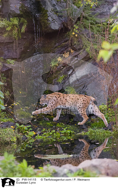 Eurasian Lynx / PW-14115