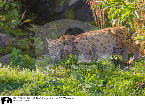 Eurasian Lynx / PW-14126