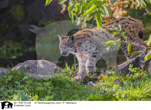 Eurasian Lynx / PW-14129