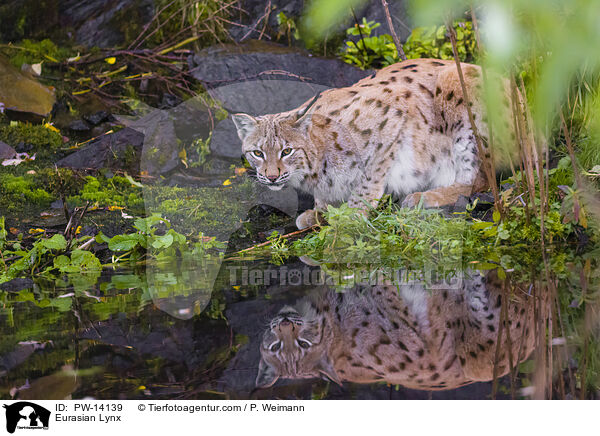 Eurasischer Luchs / Eurasian Lynx / PW-14139