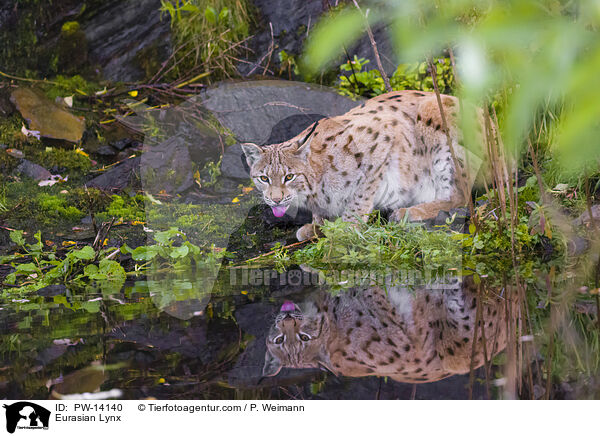 Eurasischer Luchs / Eurasian Lynx / PW-14140