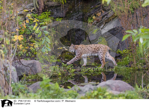 Eurasischer Luchs / Eurasian Lynx / PW-14143