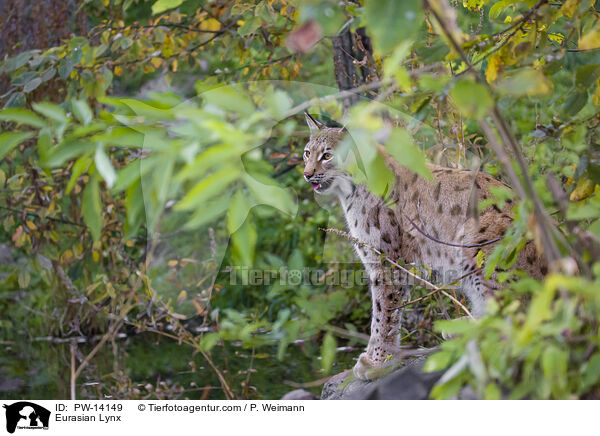 Eurasian Lynx / PW-14149