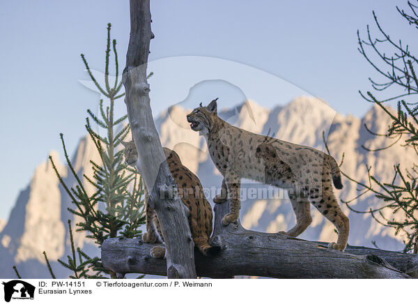 Eurasische Luchse / Eurasian Lynxes / PW-14151