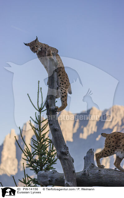 Eurasische Luchse / Eurasian Lynxes / PW-14156