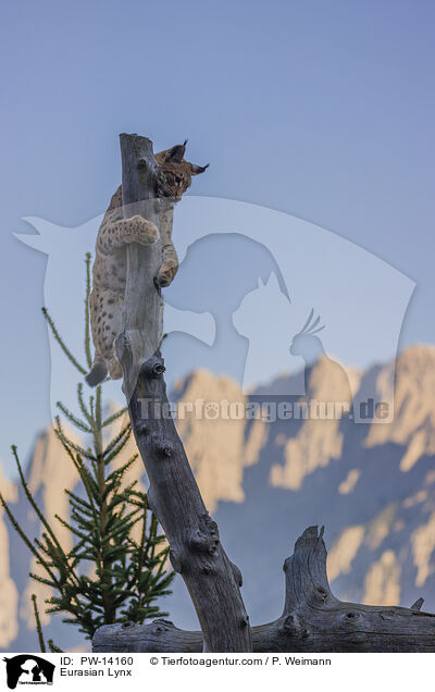 Eurasischer Luchs / Eurasian Lynx / PW-14160