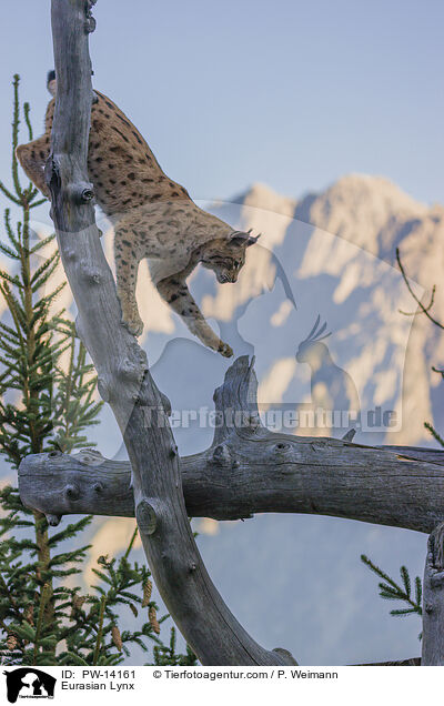 Eurasischer Luchs / Eurasian Lynx / PW-14161