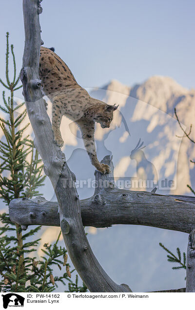 Eurasischer Luchs / Eurasian Lynx / PW-14162