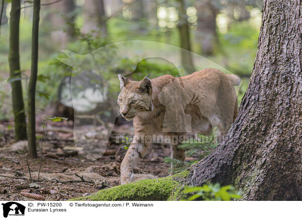 Eurasian Lynxes / PW-15200