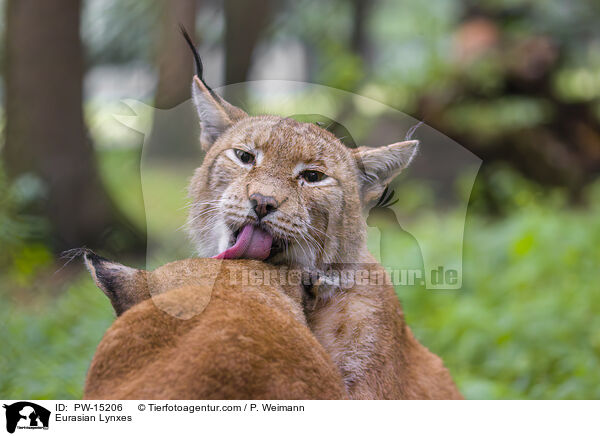 Eurasische Luchse / Eurasian Lynxes / PW-15206