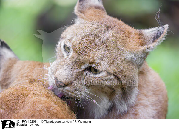 Eurasische Luchse / Eurasian Lynxes / PW-15209