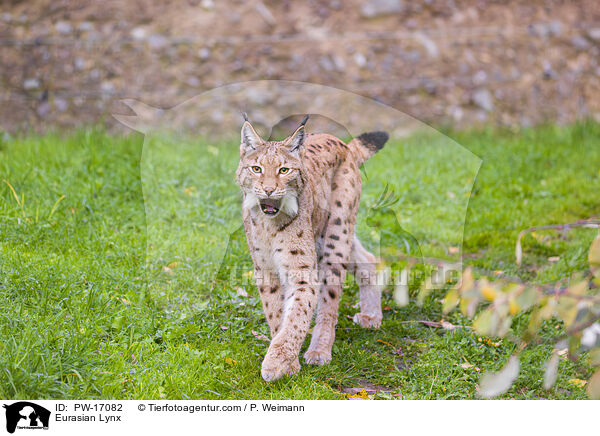 Eurasischer Luchs / Eurasian Lynx / PW-17082