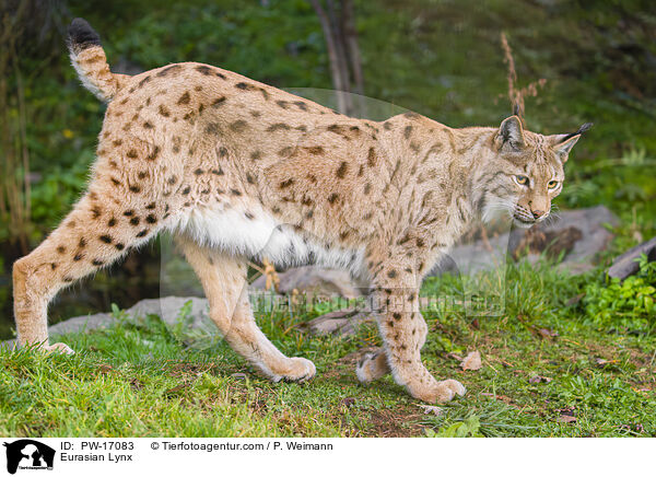 Eurasian Lynx / PW-17083