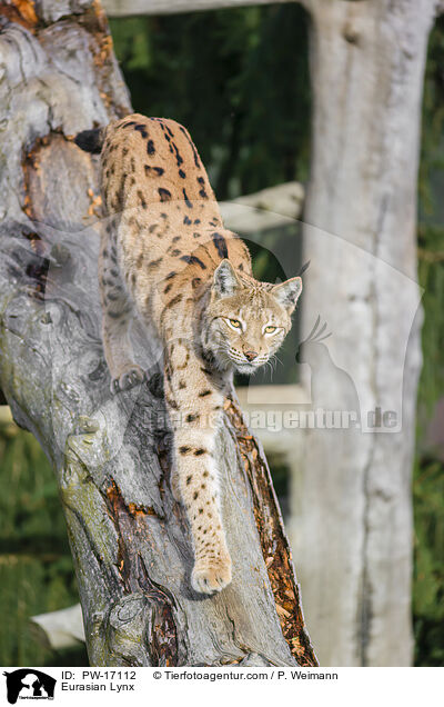 Eurasischer Luchs / Eurasian Lynx / PW-17112