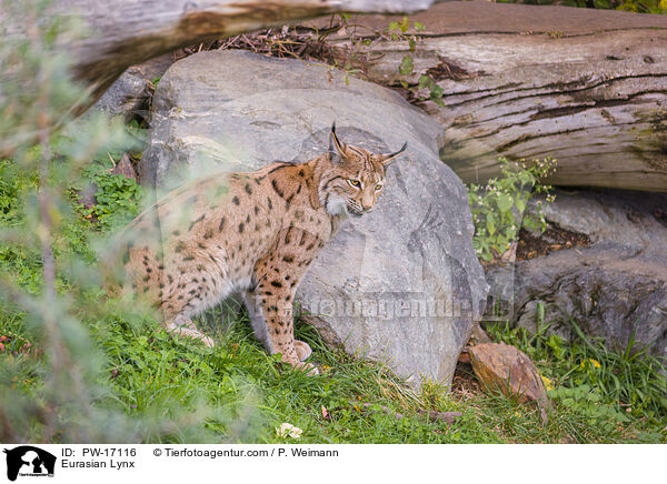 Eurasischer Luchs / Eurasian Lynx / PW-17116