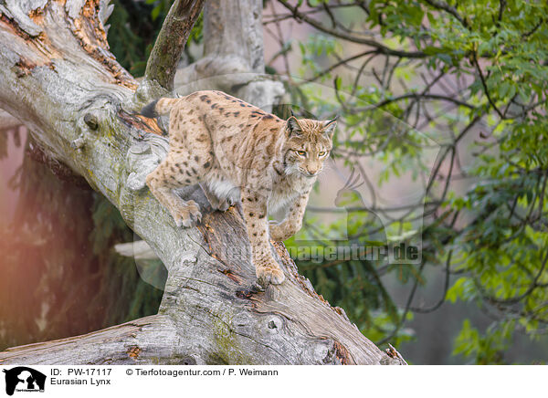 Eurasischer Luchs / Eurasian Lynx / PW-17117