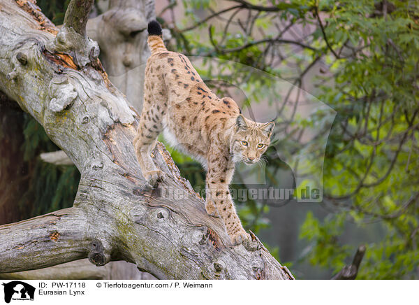 Eurasischer Luchs / Eurasian Lynx / PW-17118
