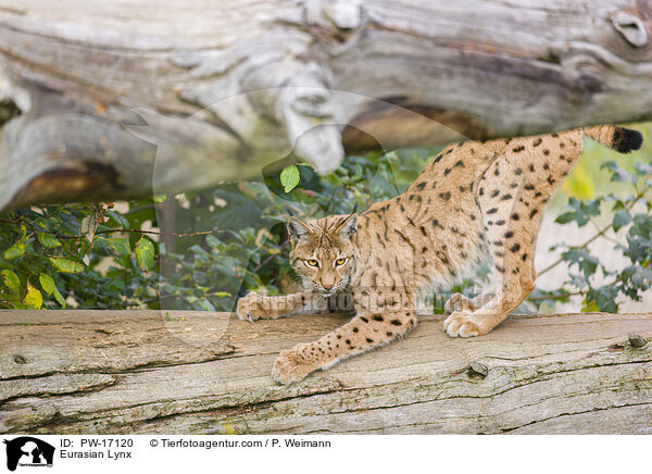 Eurasian Lynx / PW-17120