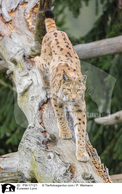 Eurasian Lynx / PW-17121