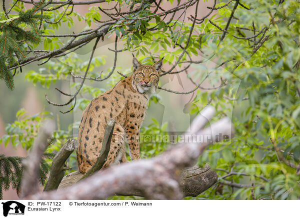 Eurasischer Luchs / Eurasian Lynx / PW-17122