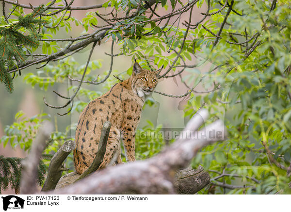 Eurasischer Luchs / Eurasian Lynx / PW-17123