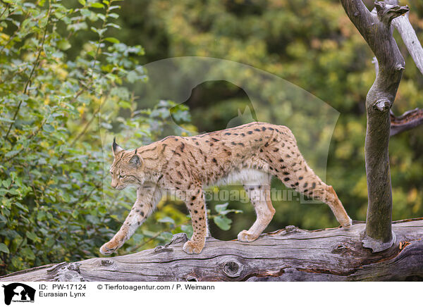 Eurasian Lynx / PW-17124