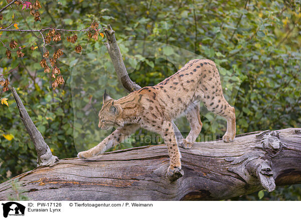 Eurasian Lynx / PW-17126