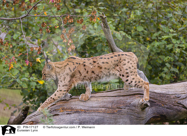 Eurasischer Luchs / Eurasian Lynx / PW-17127