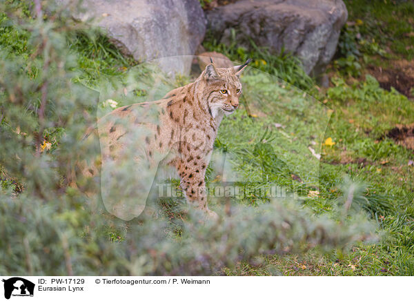 Eurasischer Luchs / Eurasian Lynx / PW-17129