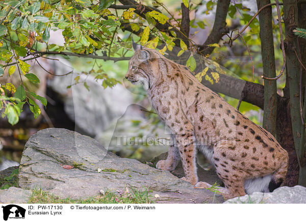 Eurasian Lynx / PW-17130