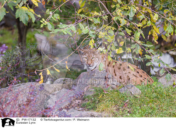 Eurasischer Luchs / Eurasian Lynx / PW-17132