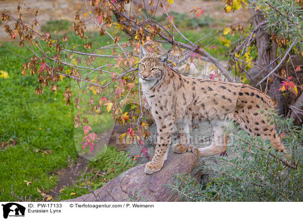Eurasian Lynx / PW-17133