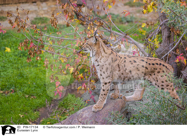 Eurasian Lynx / PW-17134