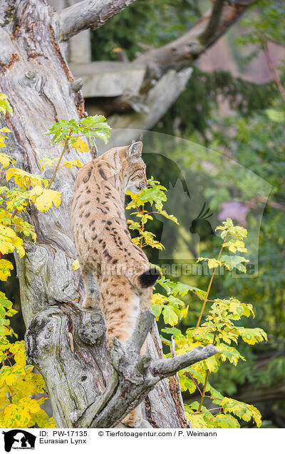 Eurasischer Luchs / Eurasian Lynx / PW-17135