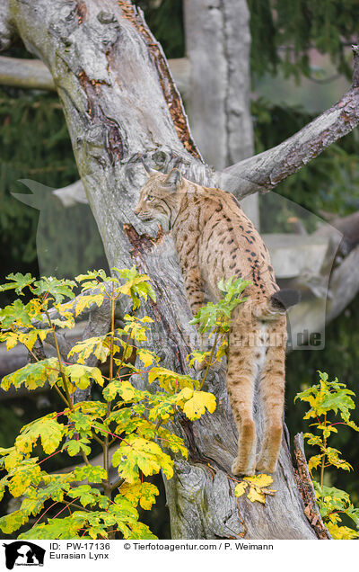 Eurasischer Luchs / Eurasian Lynx / PW-17136