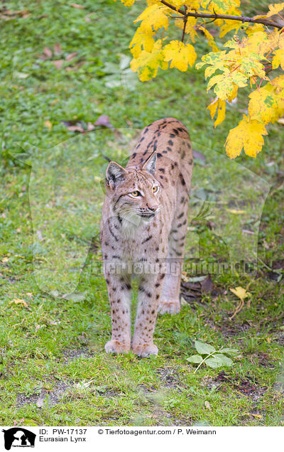 Eurasian Lynx / PW-17137